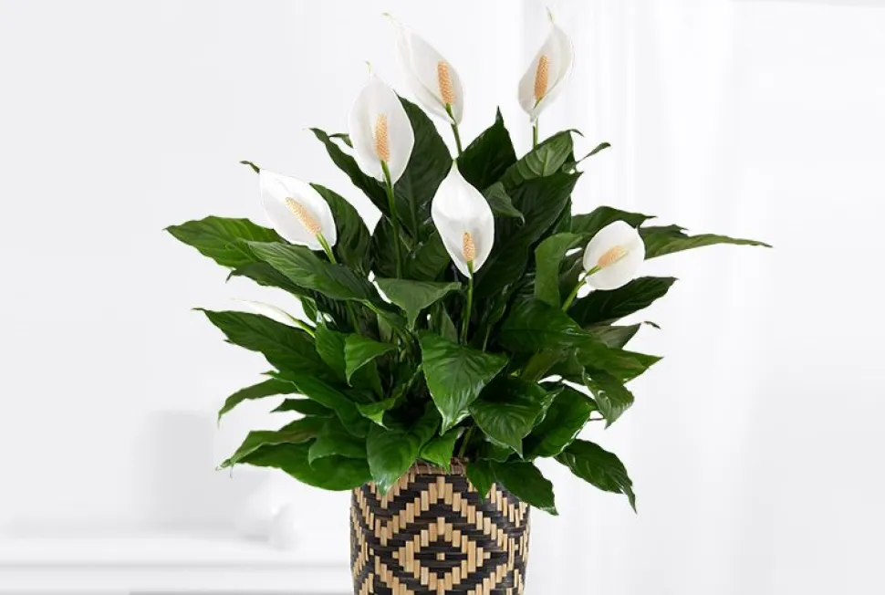 Il Spathiphyllum wallisii non viene dalla luna, ma dal Sud America. Foto di Proflowers / Flickr