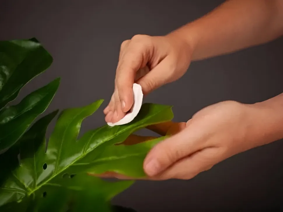 Cleaning leaves is often enough to get rid of parasites - Photo by Valeriia Titarenko /C anva