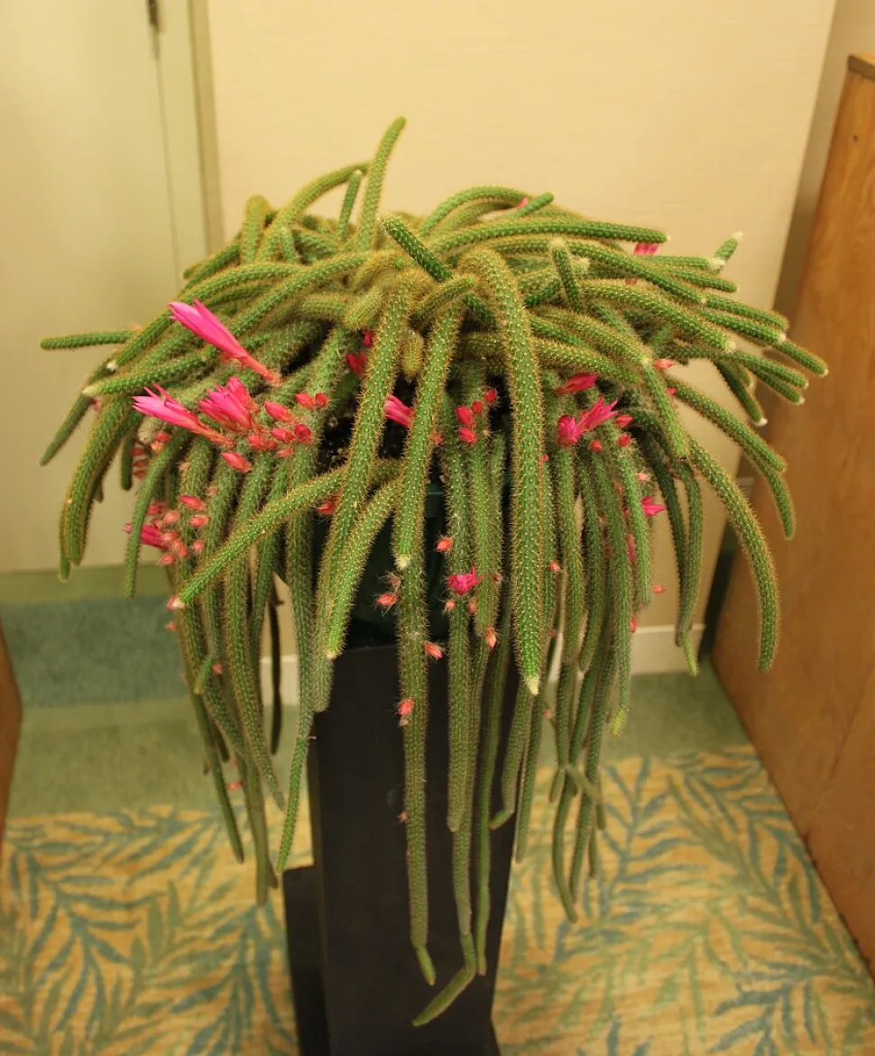El Disocactus flagelliformis puede contar con sus flores para atraer unos cuantos cumplidos - Foto de Captain Tucker / Wikipedia
