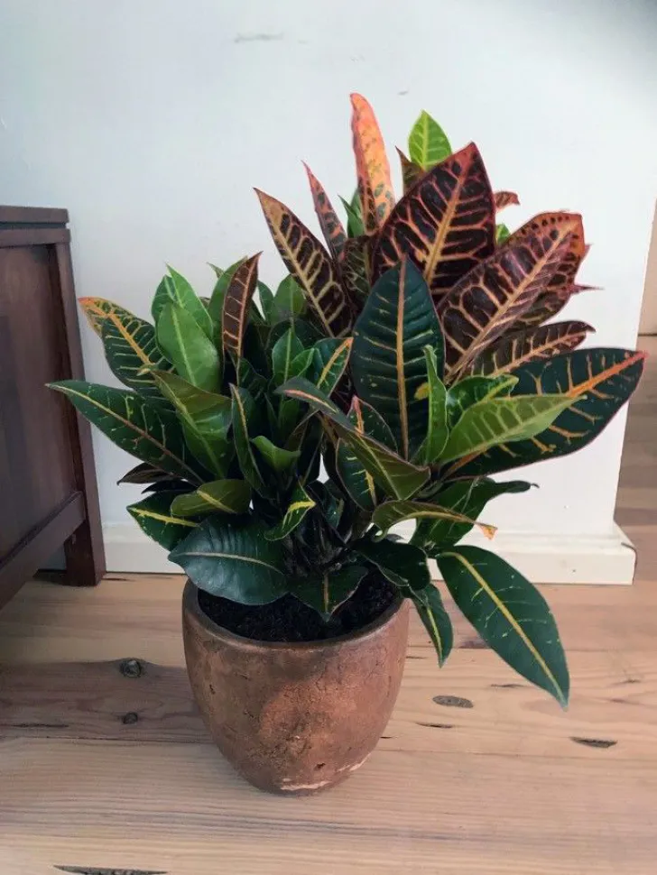 Nog een plant die je uit de buurt moet houden als je een kat of hond hebt: de croton – Foto door D. Janssen / Plantnet