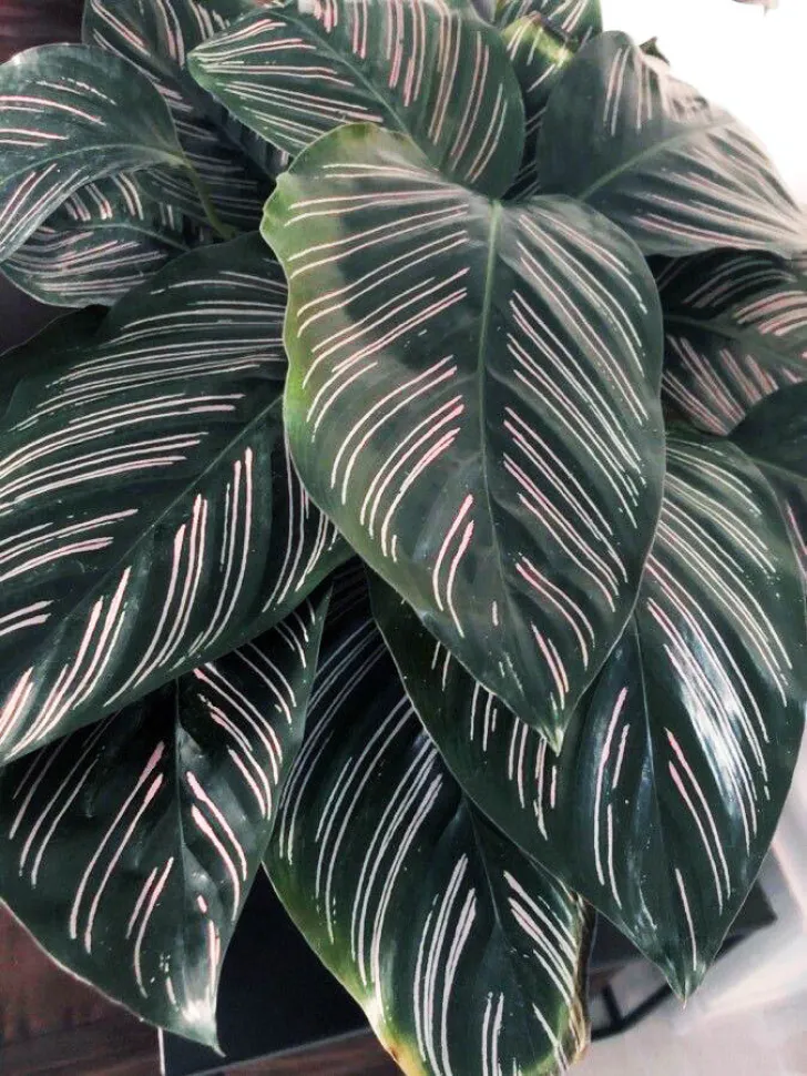 Für einen dezenteren Hauch von Rosa wählst du am besten die Calathea ornata… Foto von Philippe Pon / Plantnet