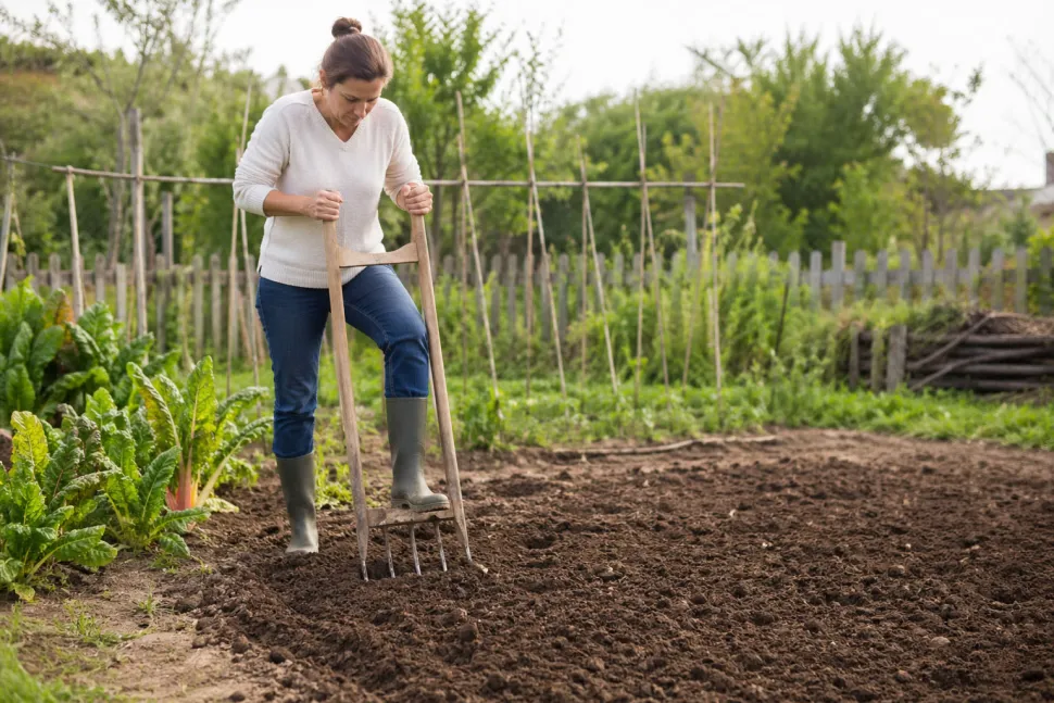 The grelinette allows you to aerate the soil without too much effort
