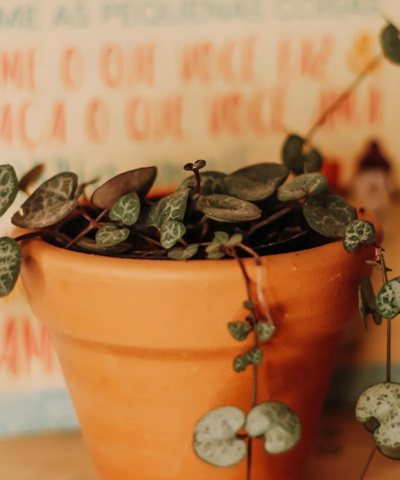 Choose a terracotta pot. Water dries more evenly - Photo by Paloma Clarice / Pexels