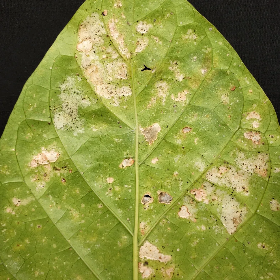 Ein Blatt, das von Thripsen befallen wurde - Foto von Scot Nelson / Flickr