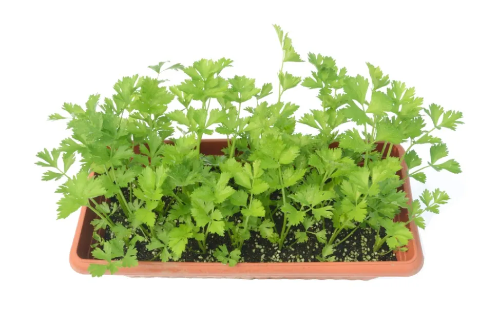 Estamos genéticamente programados para amar u odiar el cilantro