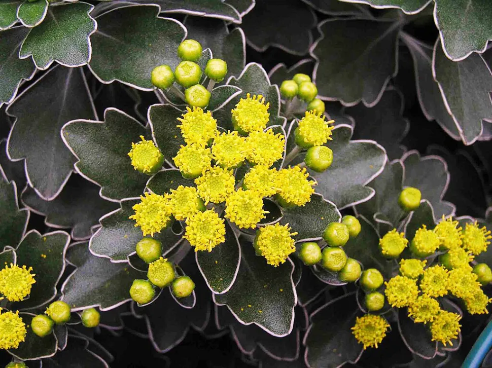 Dies ist keine Chrysantheme, sondern eine Chrysanthemum pacificum - Foto von HQ Flower Guide / Wikipedia