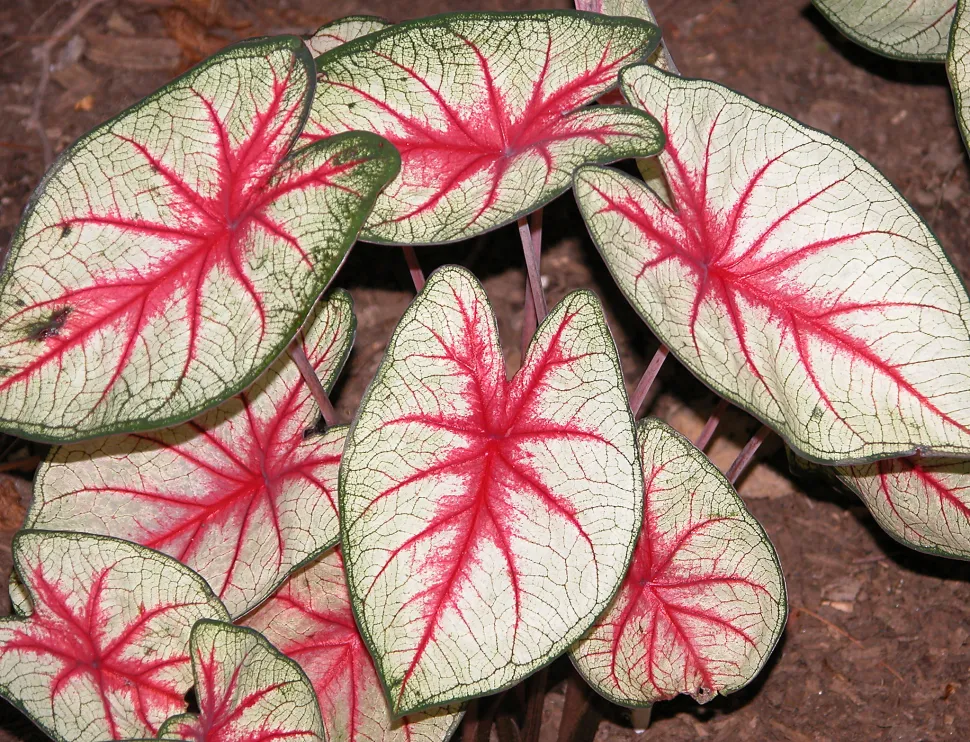 Jeg lover dig, at denne plante virkelig findes. Dette er ikke et billede genereret af kunstig intelligens - Foto af Carl E. Lewis / Flickr
