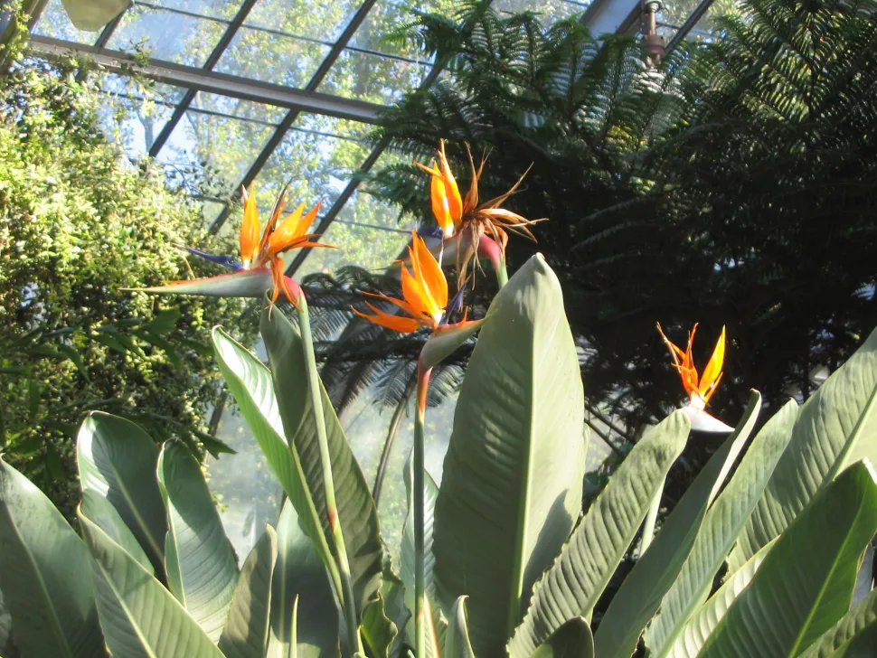 Hvis du ikke har så meget plads, kan du vælge en Strelitzia reginae, som er mindre end Strelitzia nicolaï - Foto: Ed Whitaker / Flickr