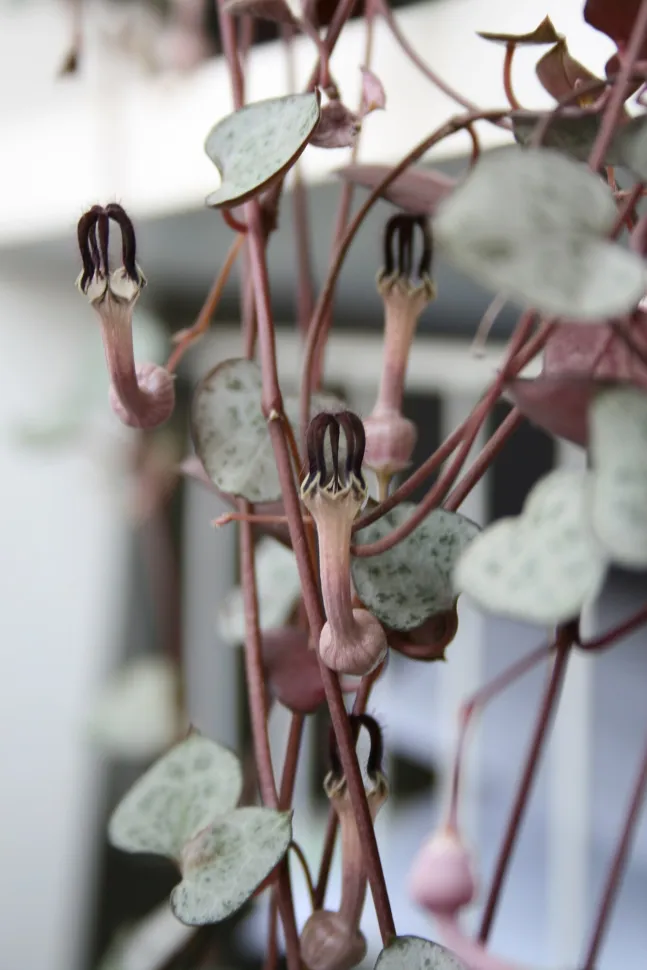 Die BlĂŒten der Ceropegia woodii, ebenso schön wie eigenartig â Foto: Wikipedia