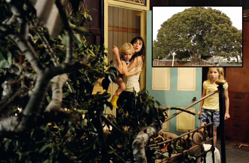 When your Ficus takes control of your home / Photo Le Pacte and Varnolene /Wikipedia