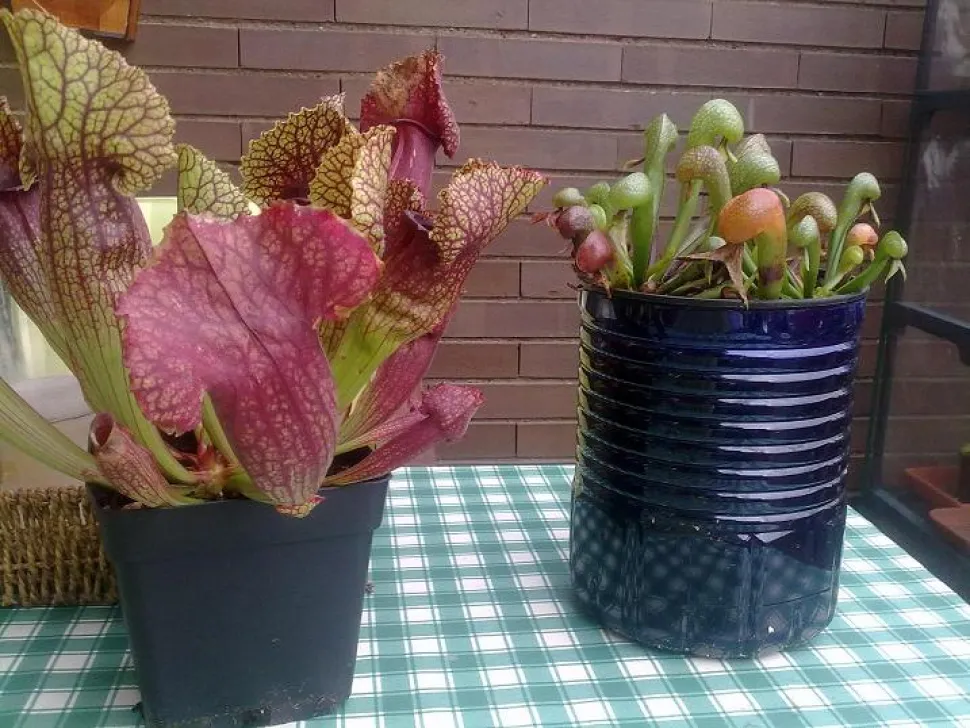 Of je nu kiest voor een plastic of geëmailleerde pot, de bodem moet doorboord worden - Foto door Carnivorasland / Flickr