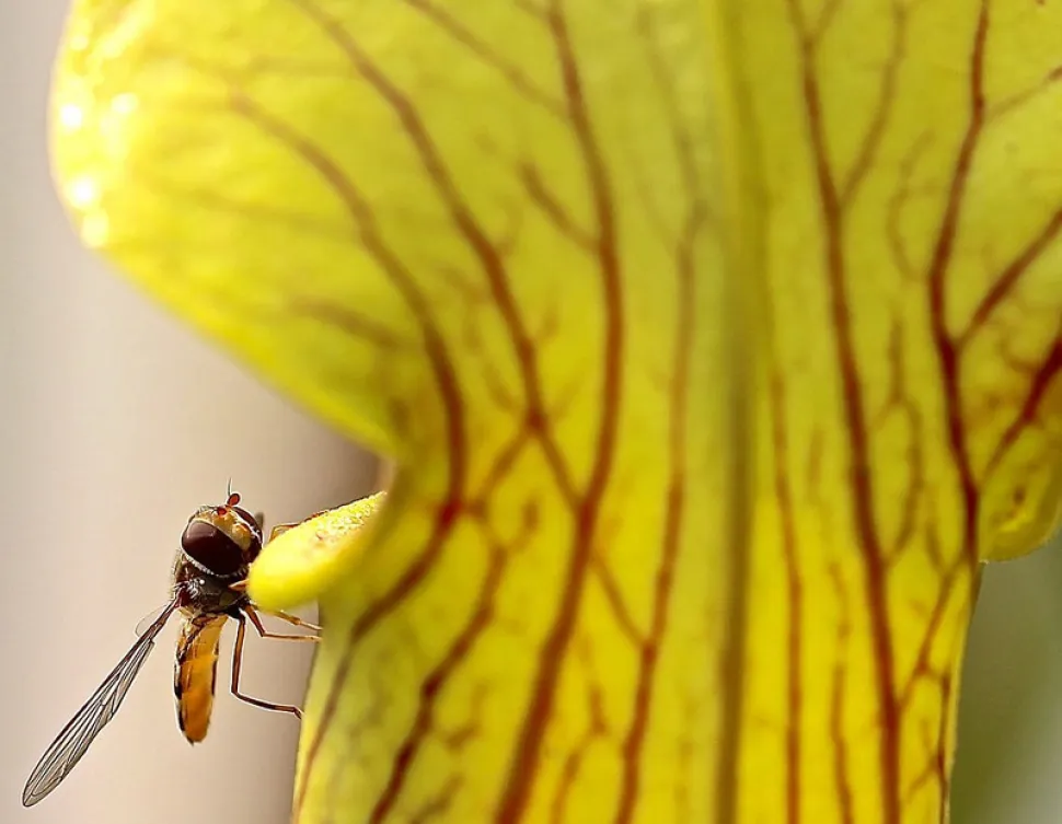 Het is waarschijnlijk te laat om dit arme insect te redden - Foto door Carnivorasland / Flickr