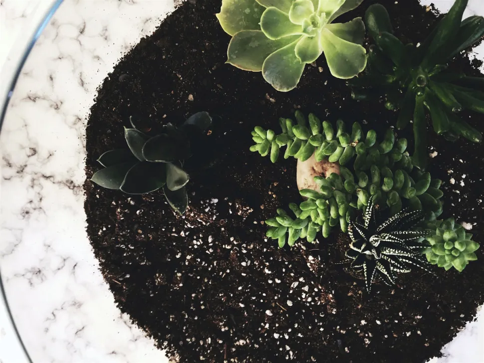 Cactus e succulente hanno bisogno di un terriccio drenante contenente sabbia o perlite (Foto di Scott Webb)
