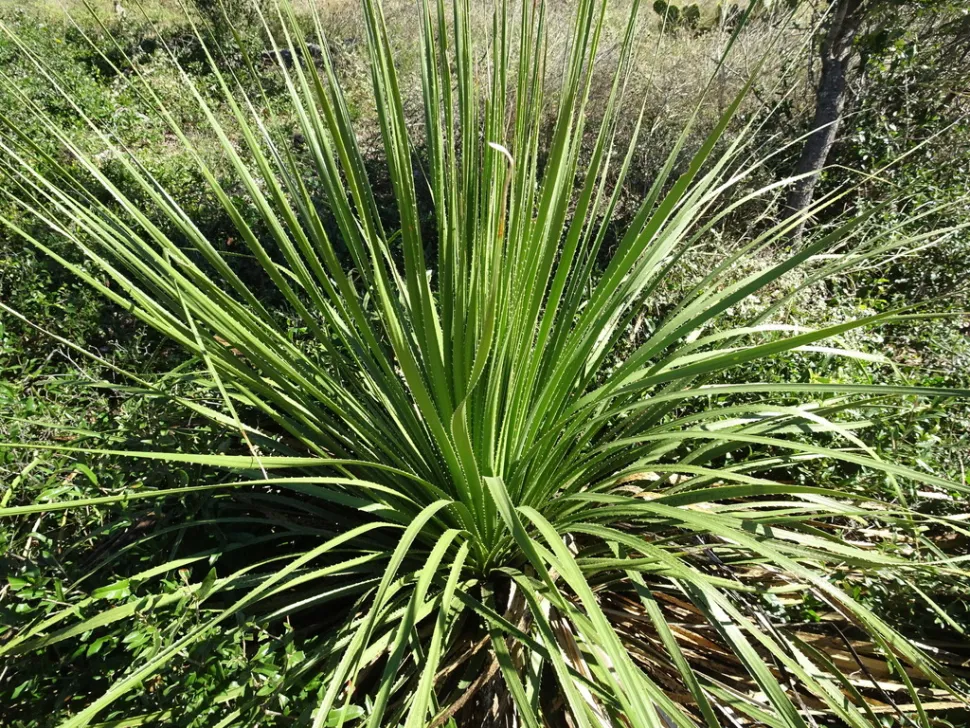 O Sotol do Texas cresce muito devagar — Foto de Thomas Koffel /iNaturalist