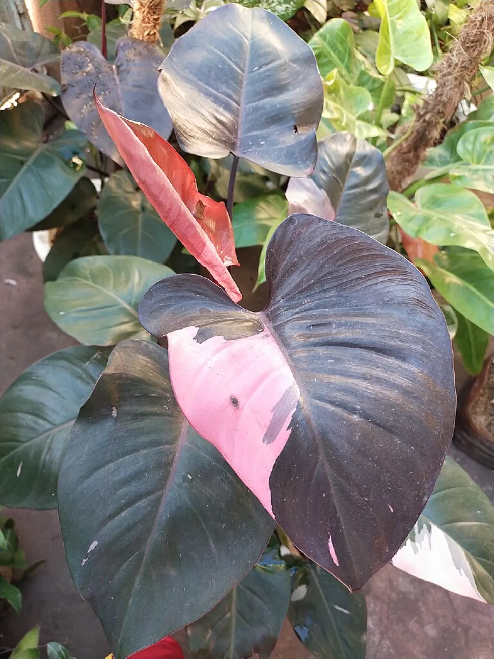 Der Philodendron 'Pink Princess' entstand aus der Kreuzung einer Philo hastatum und einer Philo erubescens - Foto von Srikandi73 / Wikipedia