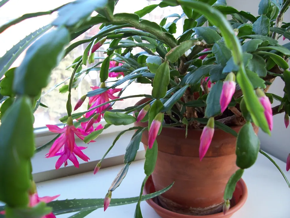 Il cactus di Natale fiorisce quando le giornate si accorciano. Spablab / Flickr