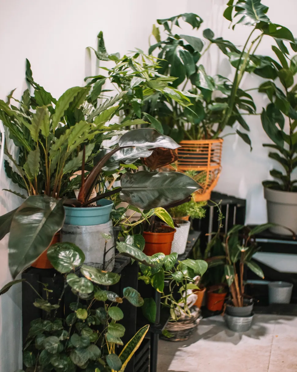 Puedes agrupar tus plantas en la misma habitación mientras esperan a ser instaladas - Foto de Vitaliy Photo / Pexels