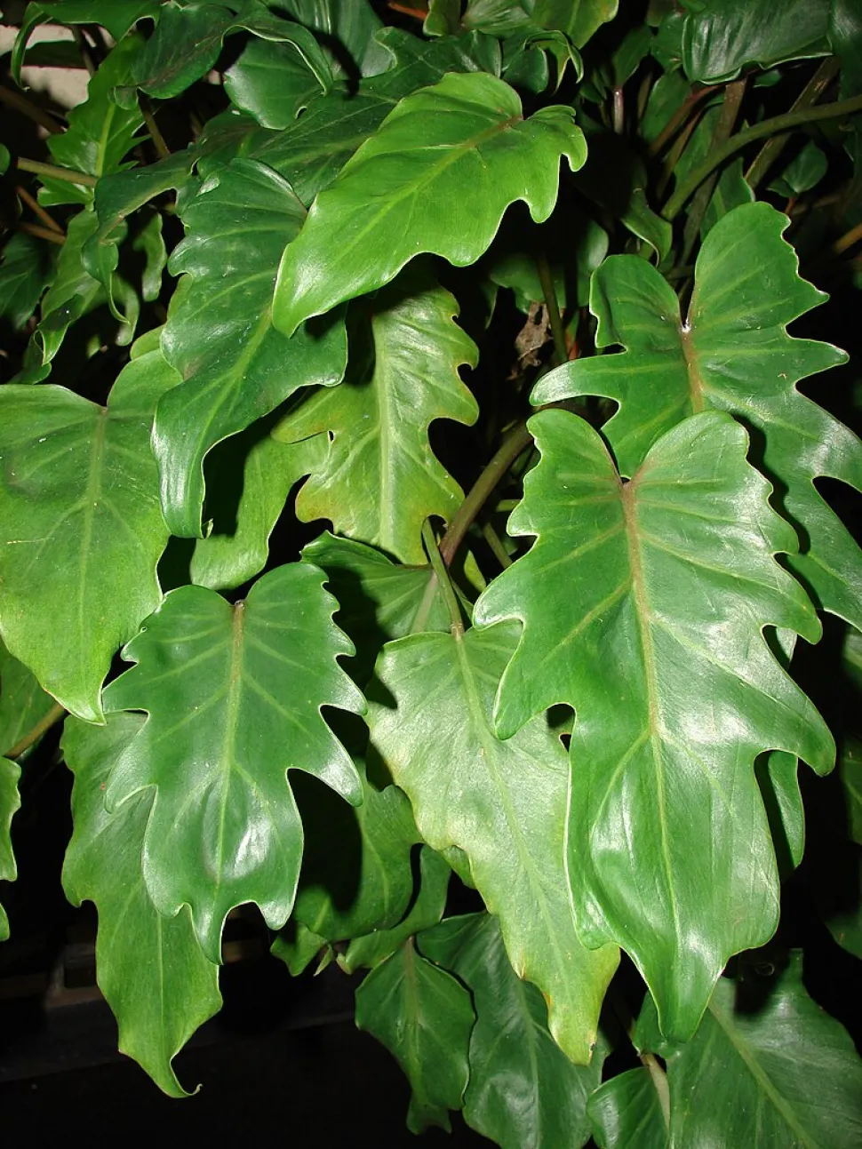 Mit ihren grünen Blättern ist die botanische Variante auch nicht schlecht - Foto von Forest & Kim Starr / Wikipedia