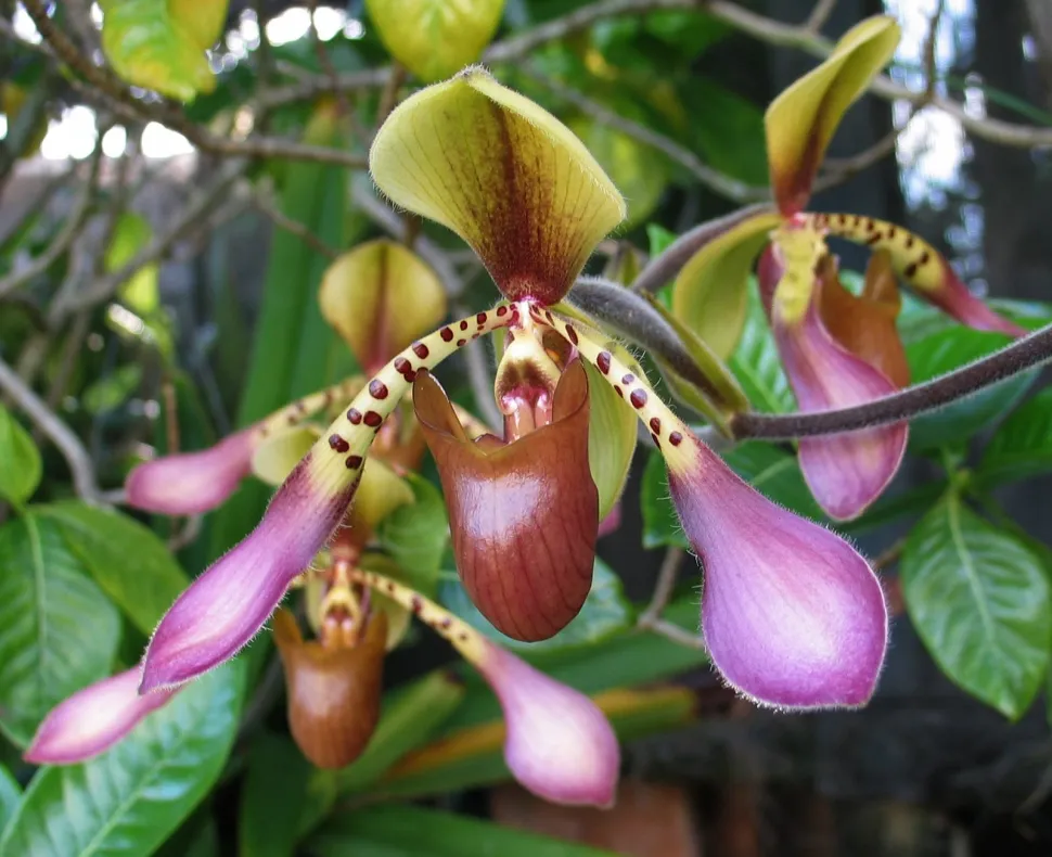 it takes a very small foot to carry a Venus hoof orchid - Photo by David Eickhoff / Flickr