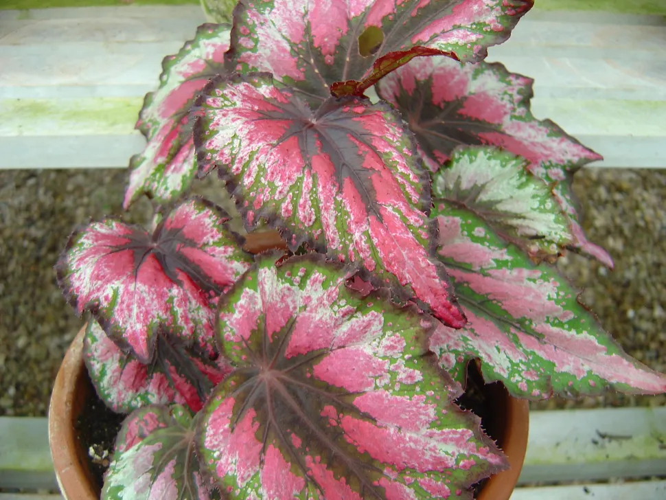 De uitgesneden bladeren voegen een vleugje elegantie toe aan deze Begonia - Foto door Padawane / Wikipedia