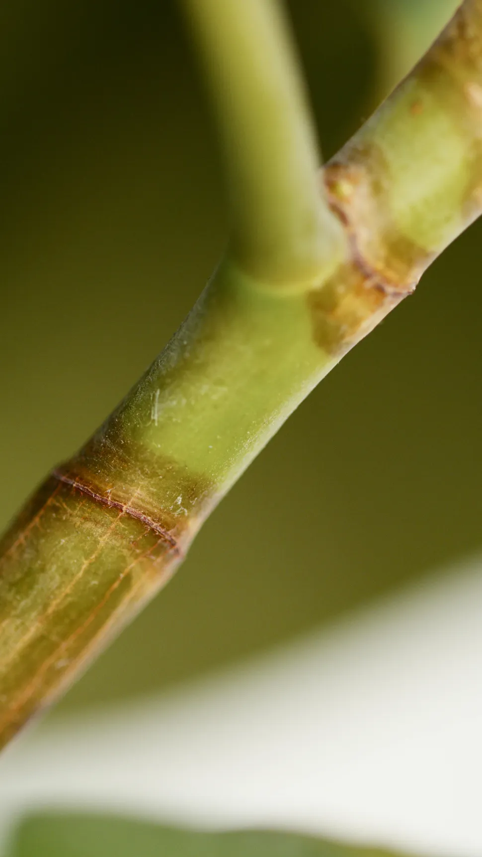 El nudo es el punto donde la hoja o la rama se une al tallo - Foto de Artem Podrez /Pexels