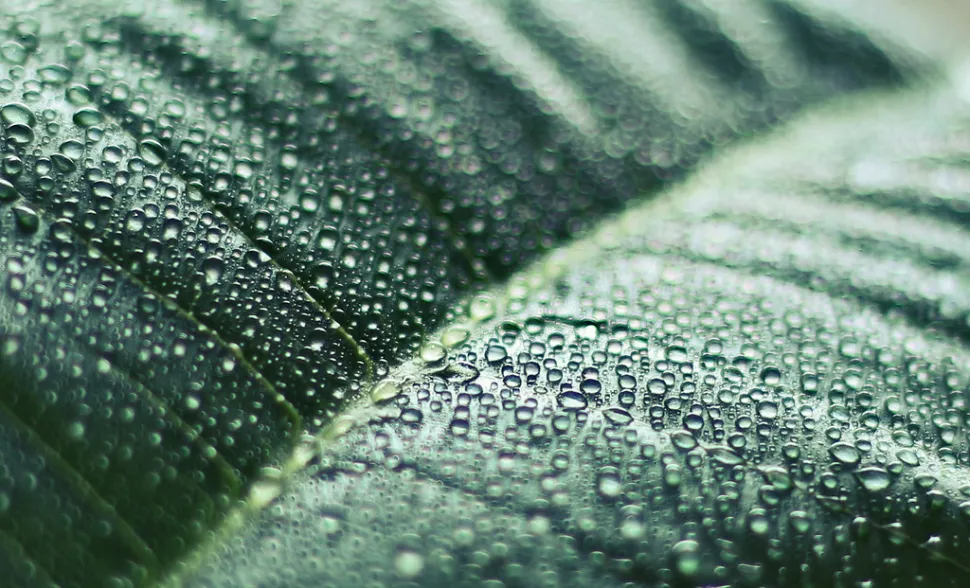 Most houseplants love humidity - Photo by Gabriel Caparo