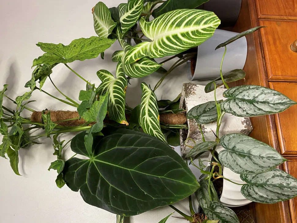 Alocasia, Pothos og Scindapsus hører til Araceae-familien