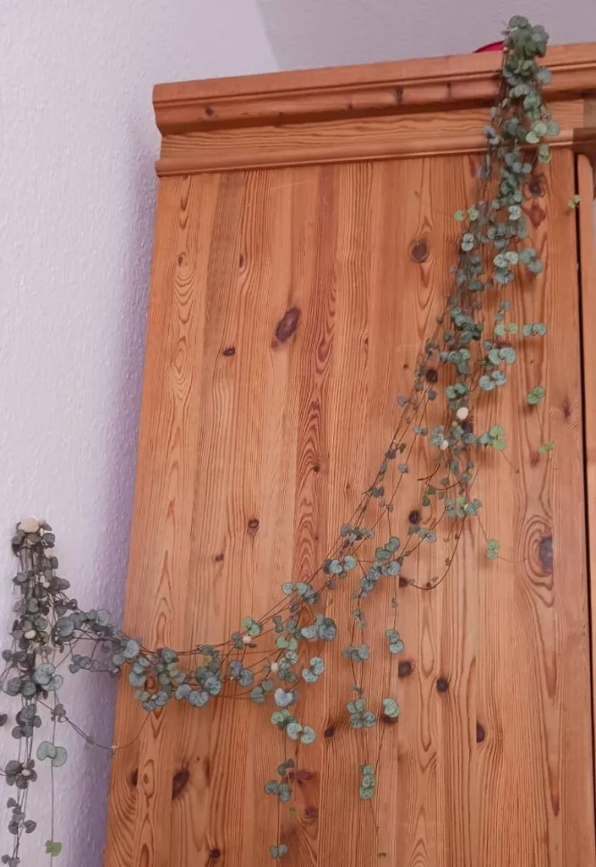 Mit ihren langen Ranken eignet sich die Herzkette perfekt als Hängepflanze - Foto von Nette Sch / Plantnet