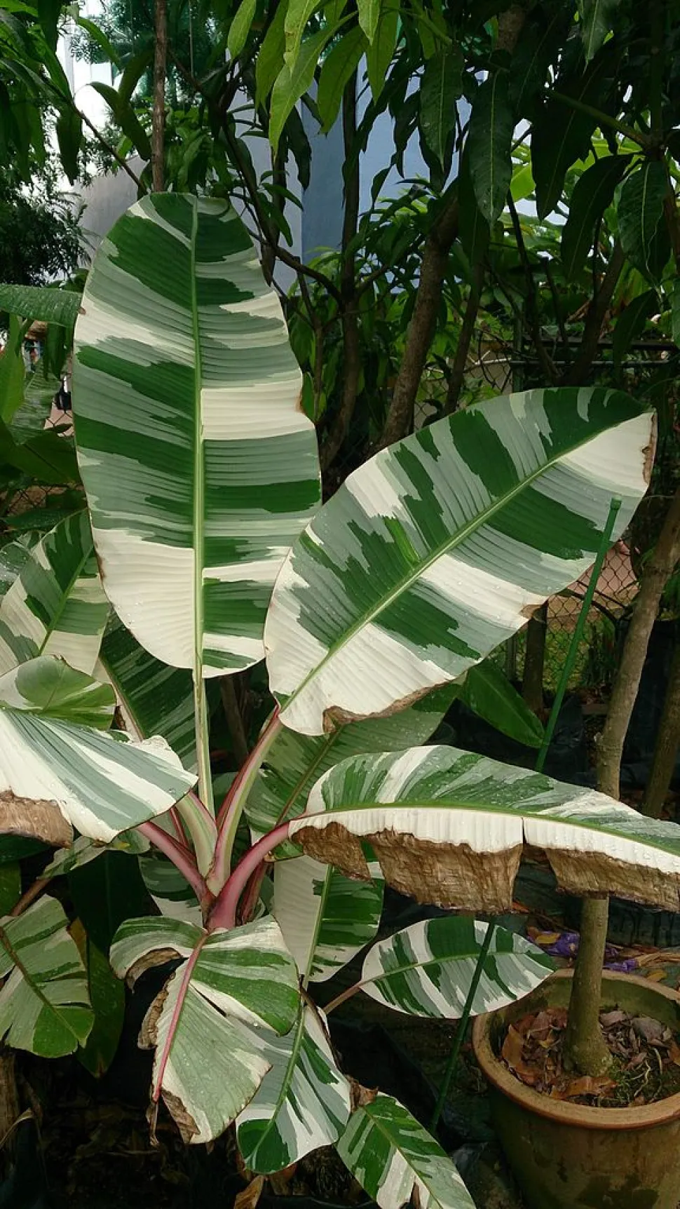 A banana variegada não lhe dará frutos, mas vai-lhe dar muitos elogios - Foto de Mokkie / Wikipedia