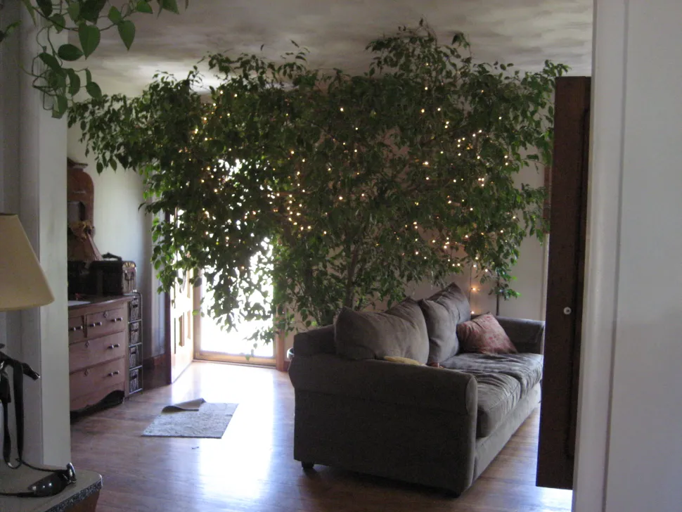 Este Ficus benjamina de 15 años se ha instalado como en casa en el salón - Foto de Madaise / Flickr