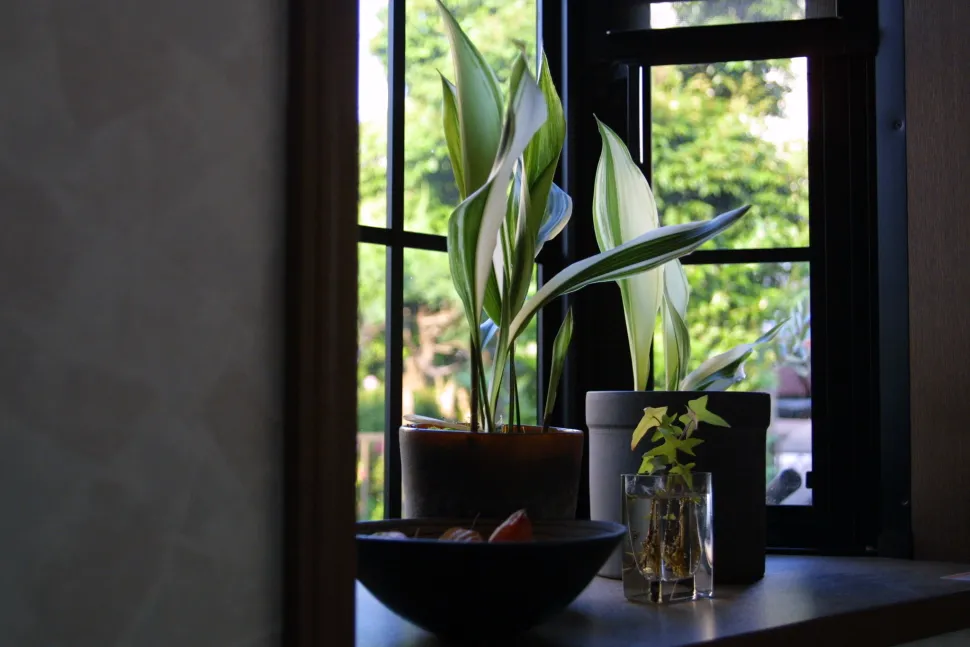 Die Hohe Aspidistra kann auch panaschierte Blätter haben - Foto von Rrei320 / Flickr