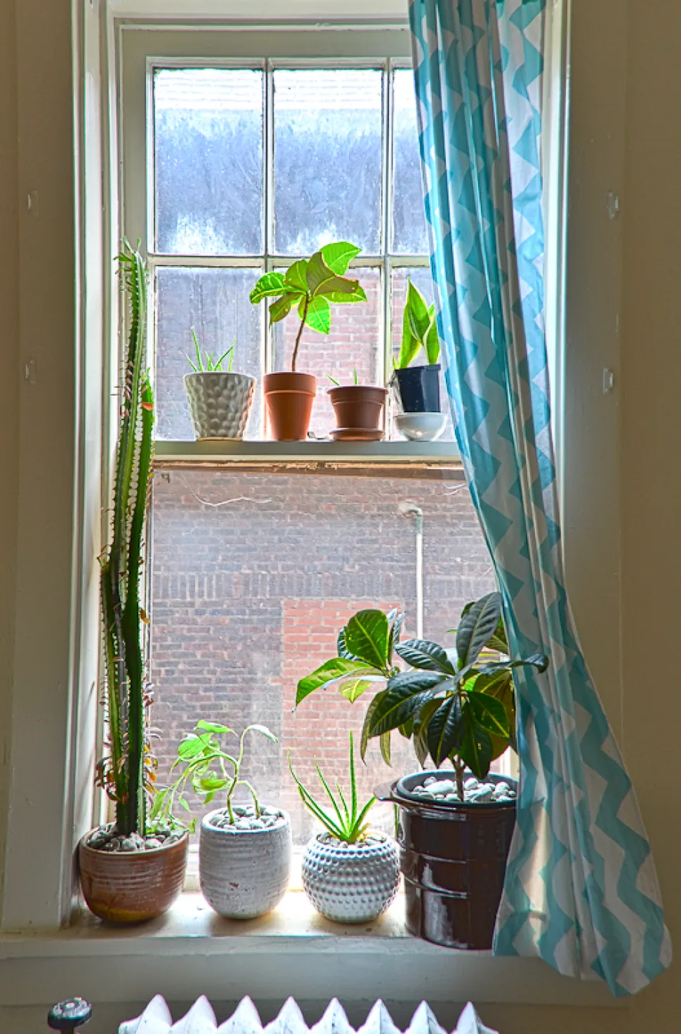 Too much light can turn the tips of your leaves brown. Photo by Sk / Flickr