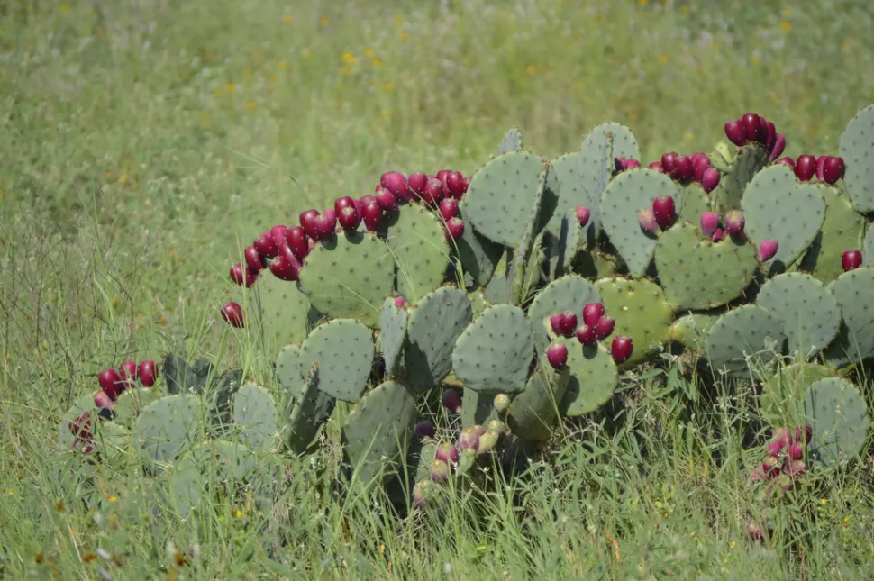 Os frutos da Opuntia engelmannii são comestíveis — Foto de Natasha Haggard /iNaturalist
