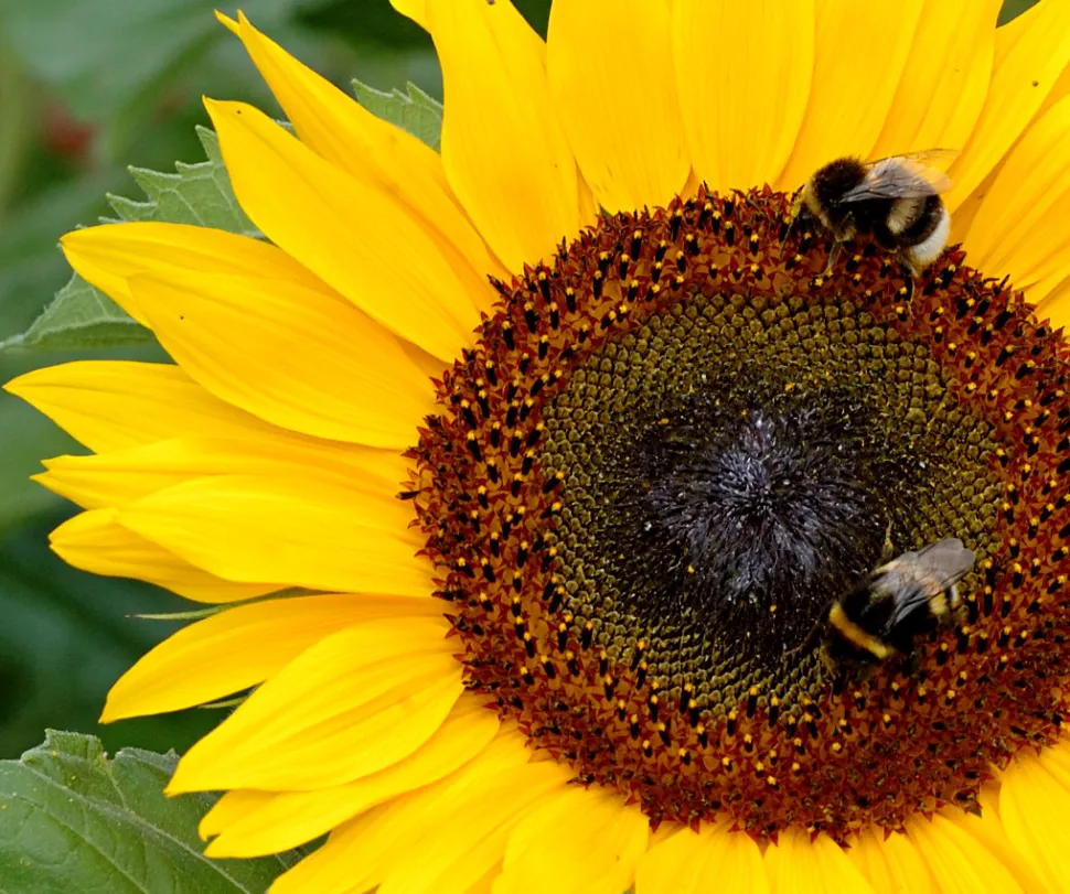 When there's nectar for one, there's nectar for two - Photo by Digital cat / Flickr