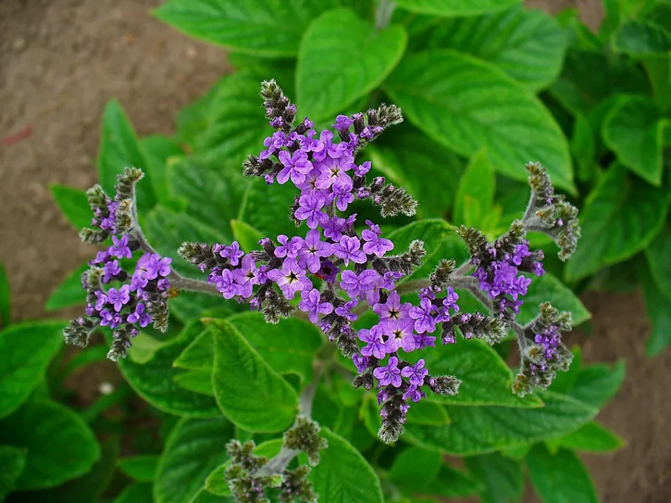 The leaves of the heliotrope are used to turning towards the sun. Photo by H. Zell/ Wikipedia