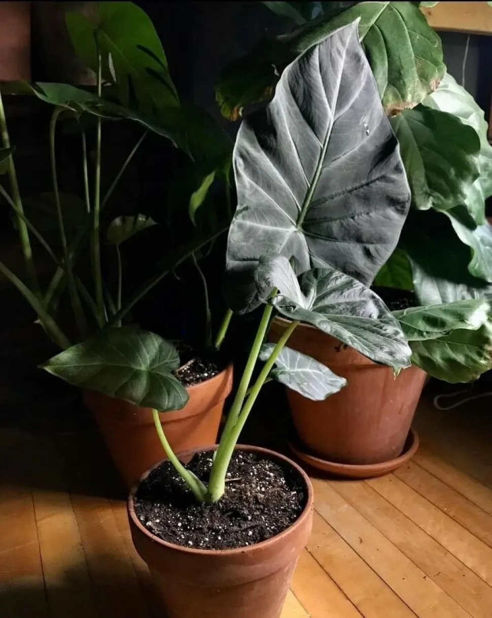 Colocasia esculenta zal snel je nieuwe favoriete plant worden - Foto door Audrey Misner /Plantnet