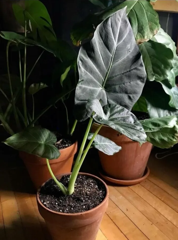 Die Colocasia esculenta dürfte schon bald zu deiner neuen Lieblingspflanze werden – Foto von Audrey Misner /Plantnet