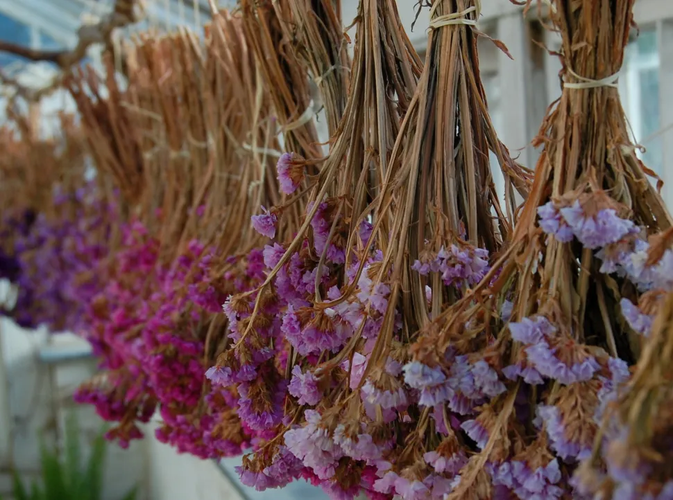 Há muito consideradas antiquadas, as flores secas estão de novo na moda. Foto de Jon Connell -Flickr