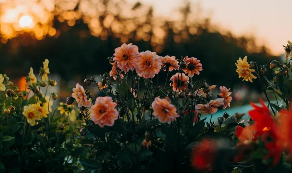 Approfittate dell'irrigazione serale per godervi il tramonto