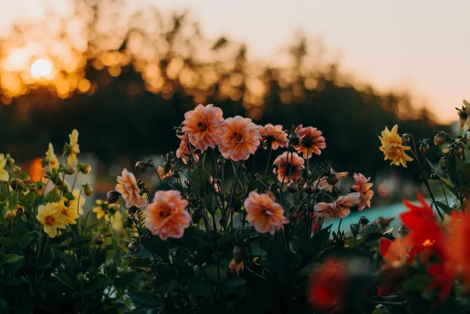Aproveite a sua rega nocturna para apreciar o pôr do sol