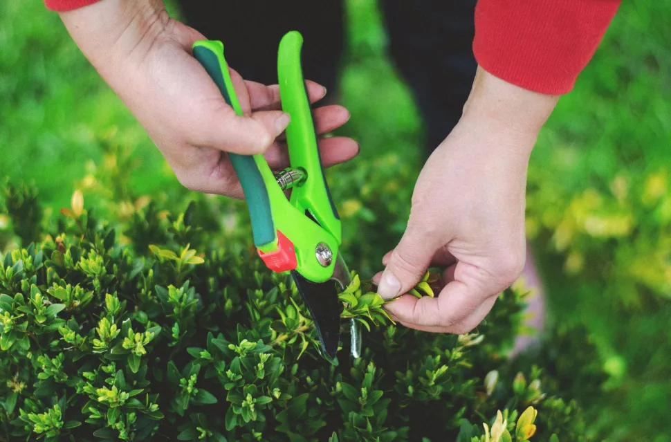 Limpe as suas tesouras de podar entre a recolha de estacas de plantas diferentes - Foto de Tamara Elnova / Pexels