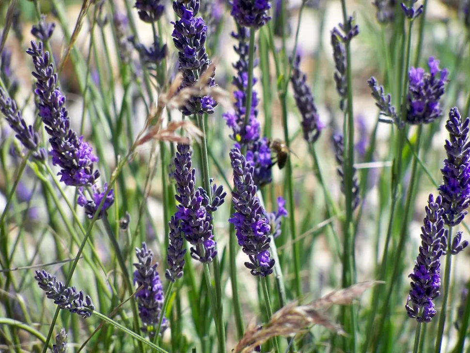 Ægte lavendel dufter mere end sommerfuglelavendel og er også lettere at dyrke. Foto af Véronique Pagnier / Wikipedia
