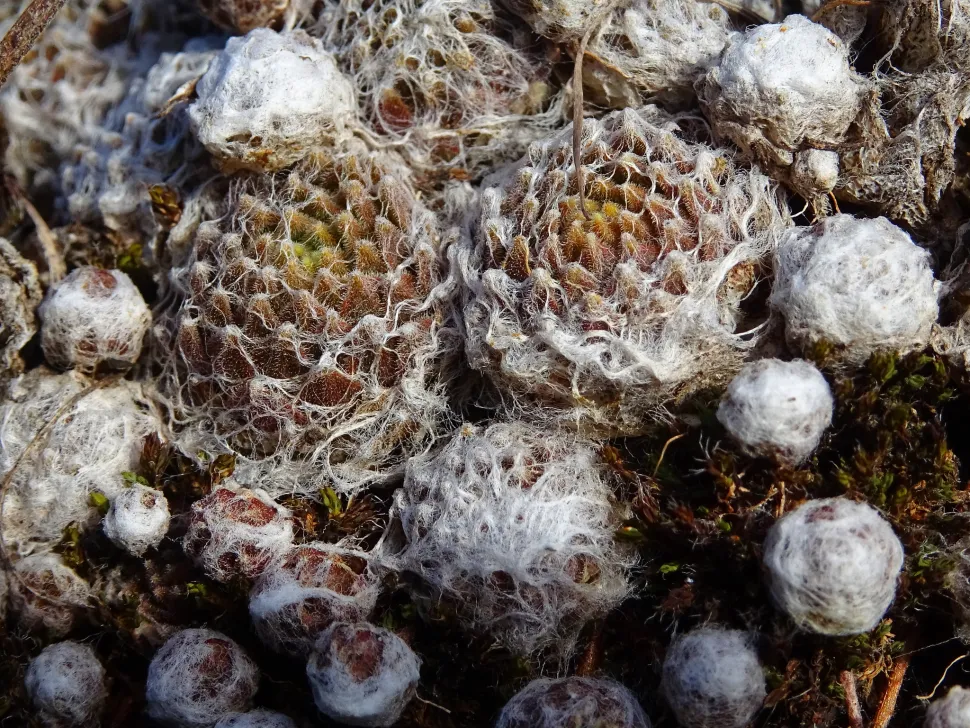 De spinnenwebben van de huislook helpen om vocht vast te houden. Foto door Olive Titus / Flickr