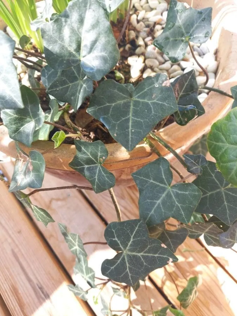 Efeu ist für seine luftreinigenden Eigenschaften bekannt - Foto von Lindroos Kristian / Plantnet