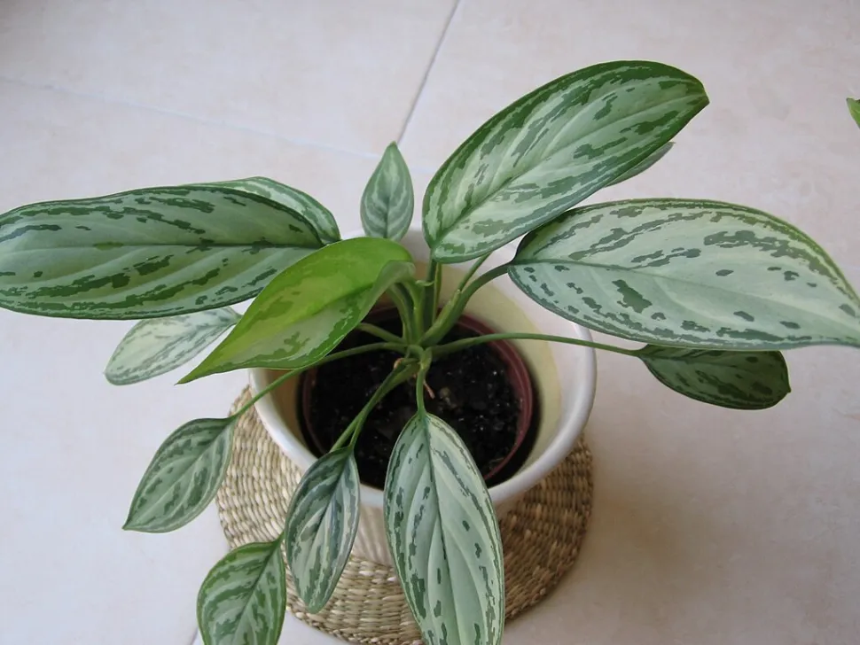 Die Aglaonema ist die Lieblingspflanze von Jean Reno in dem Film Léon - Foto von Digigalos / Wikipedia