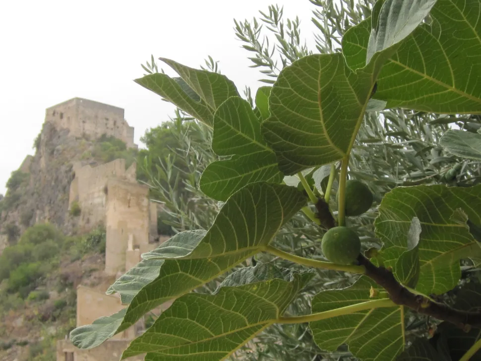 From its fourth year, the fig tree bears fruit.