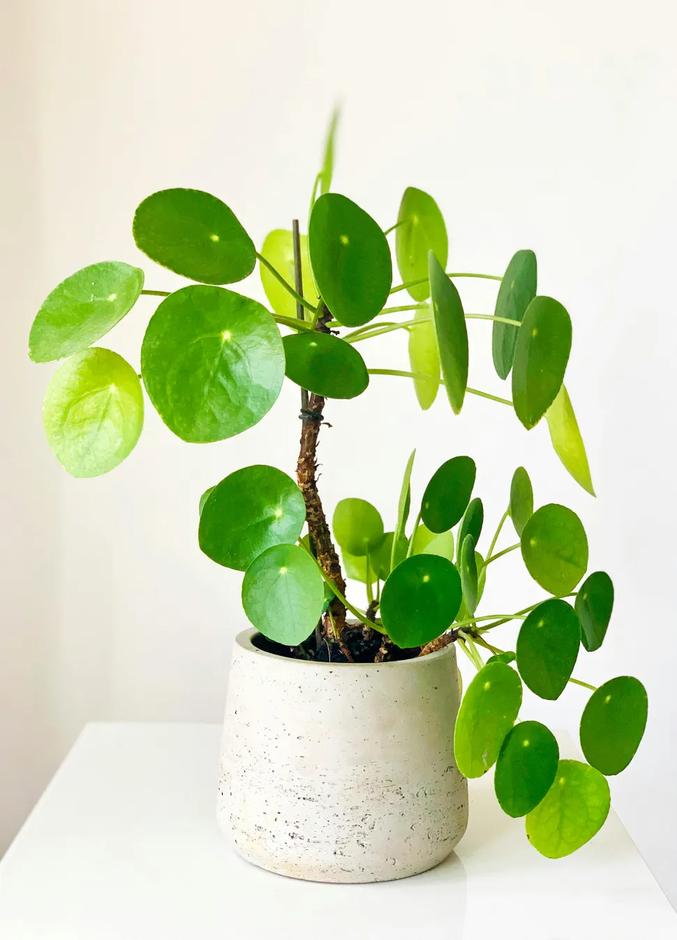 Sebbene la Pilea peperomioides sia facile da coltivare, il suo fusto tende a ritirarsi - Foto di Kulbir / Pexels