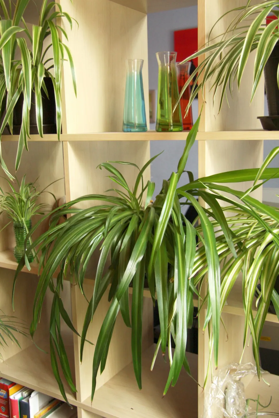 Não precisa de ter um polegar verde para ter um belo Chlorophytum - Foto de Maja Dumat