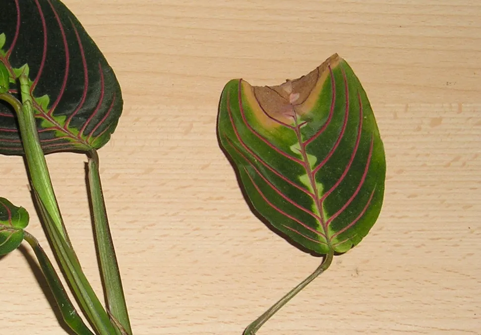 et blad med en tørret spids kan være tegn på rodbrand. Foto af Maja Dumat / Flickr