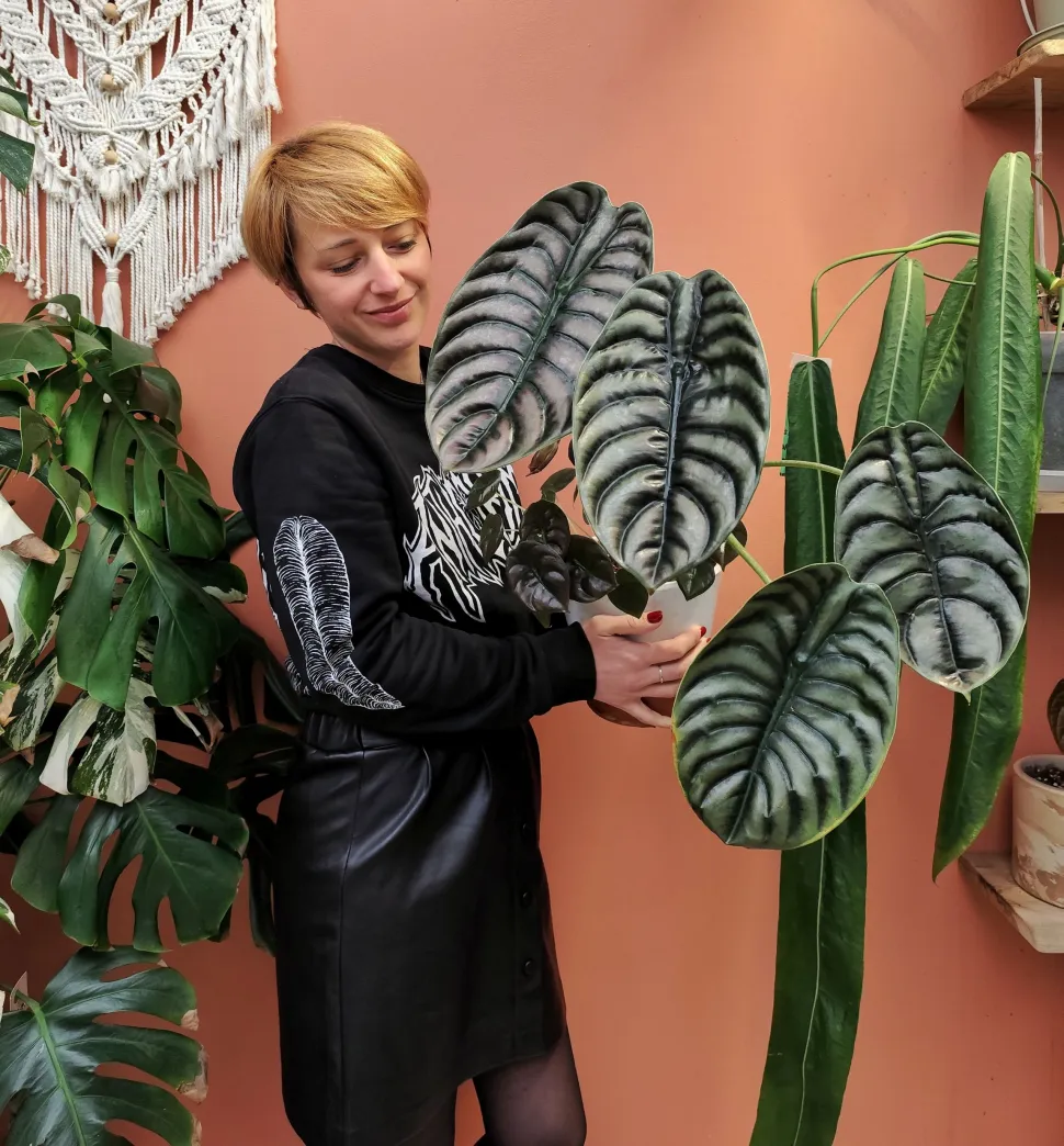 Im Gegensatz zur Alocasia 'Frydek' variegata überlebt die Alocasia cuprea und es geht ihr ziemlich gut - Foto von Ludivine/ Amapolaplantes